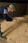 Father examining grain in barn