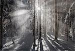 Sun shining in snowy forest