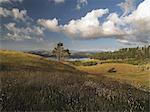 Trees growing in rural landscape