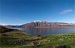 Sheep grazing in rural landscape