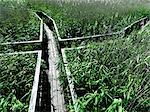 Wooden walkway in lush forest