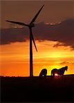 Horses and wind turbine at sunset