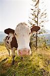 Close up of cows nose in pasture