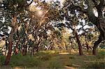 Stripped cork trees in rural forest