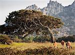 Curved tree growing in rural field