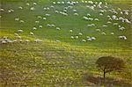 Sheep grazing on grassy hillside