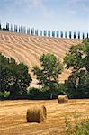 Hay bales in crop field