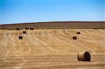 Hay bales in rural crop field