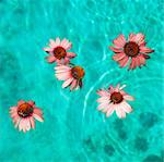 Flowers floating in swimming pool