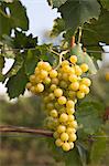 Close up of grapes on vines in vineyard