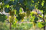 Close up of grapes on vines in vineyard