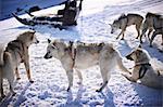Sled dogs relaxing in snow