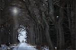 Woman riding horse on snowy path