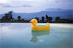 Duck floating in still swimming pool