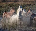 Horses running through water