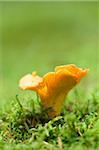 Golden chanterelle (Cantharellus cibarius) growing out of the moss in autumn, Upper Palatinate, Bavaria, Germany