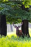 Portrait of red deer (Cervus elaphus) in summer, Germany, Europe