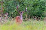 Portrait of fallow Deer (Cervus dama) in Summer, Spessart, Bavaria, Germany, Europe