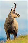 Close-up portrait of a chamois, (Rupicapra rupicapra) Male, Hohneck, Vosges, Alsace, France