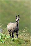 Portrait of a chamois (Rupicapra rupicapra) Male, Hohneck, Vosges, Alsace, France