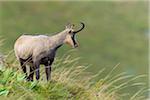 Chamois (Rupicapra rupicapra), Male, Hohneck, Vosges, Alsace, France