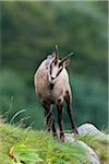 Close-up portrait of a chamois (Rupicapra rupicapra), Male, Hohneck, Vosges, Alsace, France