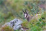 Close-up portrait of a chamois (Rupicapra rupicapra) Hohneck, Vosges, Alsace, France