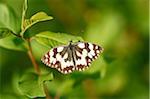 Close-up of Marbled White Butterfly (Melanargia galathea) on Leaf in Meadow in Early Summer, Bavaria, Germany