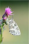 Close-up of Marbled White Butterfly (Melanargia galathea) on Creeping Thistle (Cirsium arvense) Blossom in Meadow in Early Summer, Bavaria, Germany