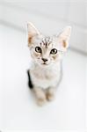 Overhead view of tabby kitten on floor