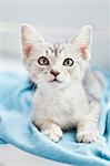 Tabby kitten lying down on blanket