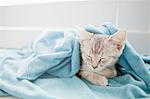 Tabby kitten sleeping under blanket