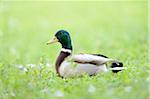 Close-up of Male Mallard Duck (Anas platyrhynchos) in Meadow in Spring, Bavaria, Germany