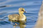 Close-up of Greylag Goose (Anser anser) Gosling Swimming in Water in Spring, Bavaria, Germany