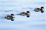 Close-up of Common Merganser (Mergus merganser) Ducklings Swimming in Water in Spring, Bavaria, Germany