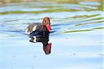 Close-up of Red-crested Pochard (Netta rufina) Swimming in Water in Spring, Bavaria, Germany