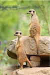 Two Meerkats (Suricata suricatta) in Summer, Bavaria, Germany