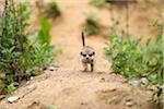 Young Meerkat (Suricata suricatta) in Summer, Bavaria, Germany