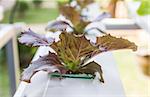 Organic hydroponic vegetable garden in greenhouse at Thailand