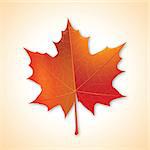 Autumn maple leaf on colorful background.