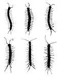 Black silhouettes of  millipedes, vector