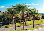 Palm trees against the blue sky