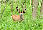 Whitetail Deer Buck In Velvet standing in the woods.