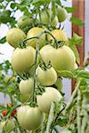 Green Tomatoes in a garden