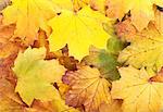 Colorful autumn maple leaves background