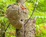 Bald-faced Hornets Hive hanging from a tree branch in the woods.