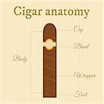 anatomy of a cigar on striped background