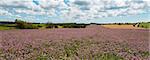 Panorama of clover flowers in bloom (Green Gables Shore; Prince Edward Island; Canada)