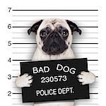 funny cute pug holding a placard while a mugshot is taken