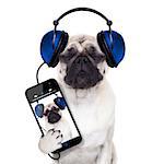 pug dog listening to music from smartphone or player, eyes closed